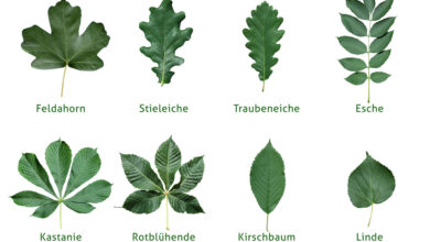 Photo of Arten von Bäumen: [Eigenschaften und Namen]