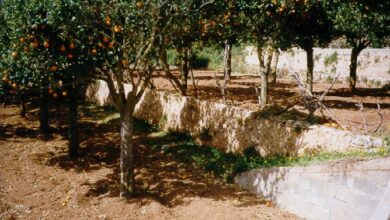 Photo of Bewässerung von Orangenbäumen: [Bedürfnisse, Häufigkeit und Verfahren]