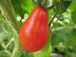 Photo of Birne Tomate