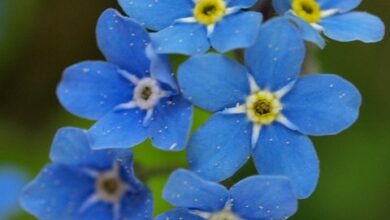 Photo of Blaue Blumen: [10 Beispiele, Pflege, Eigenschaften]