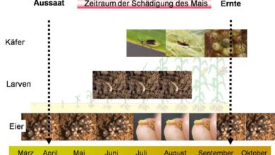Photo of Carex: [Anbau, Verbände, Schädlinge und Krankheiten]