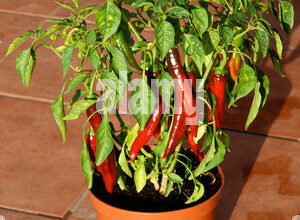 Photo of Chilis in Spanien pflanzen