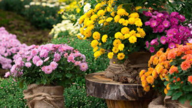 Photo of Chrysanthemen in Ihrem Garten: [Pflanzen, Pflege, Bewässerung, Substrat]