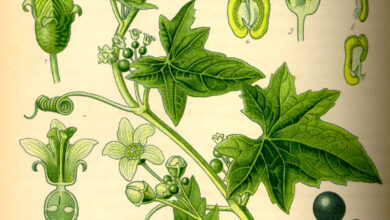 Photo of Cucurbitaceae: [Konzept, Merkmale und Beispiele]