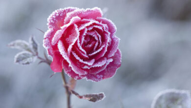 Photo of Rosenpflege im Winter