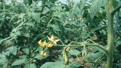 Photo of Das Tuta-Absolue in Tomatenpflanzen