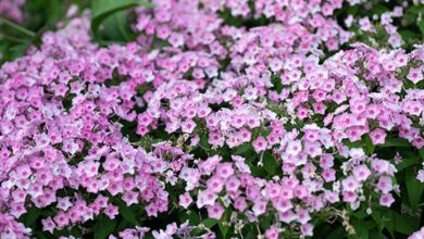 Photo of Die 45 Arten von hübschen Blumen für Ihren Garten