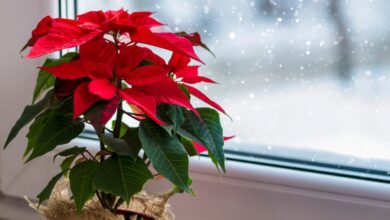 Photo of Die 5 besten Pflanzen, die man zu Weihnachten verschenken kann