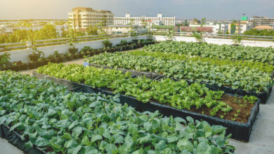 Photo of Die Bedeutung der ökologischen und urbanen Landwirtschaft
