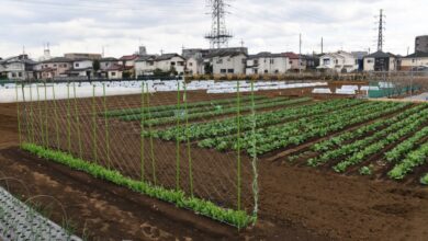 Photo of Ein Bürogarten: Städtische Landwirtschaft in Japan