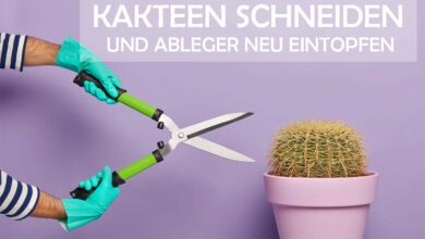 Photo of Einen Kaktus beschneiden: [Bedeutung, Zeit, Werkzeuge, Überlegungen und Schritte]