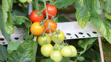 Photo of Einstellung der Tomatenplantage: [Entfernung, Dichte, Land und Jahreszeit]