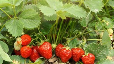Photo of Erdbeeren pflanzen: [Anbau, Pflege, Bewässerung, Substrat und Schädlinge]