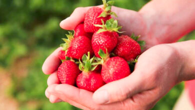 Photo of Erdbeerschädlinge und -krankheiten: Wie man sie erkennt und behandelt