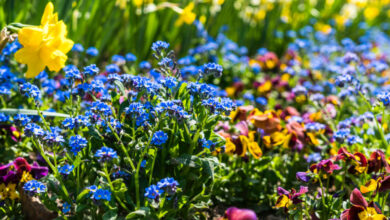 Photo of Erfahren Sie mehr über die verschiedenen Frühlingsblumen