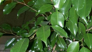 Photo of Ficus Benjamina: [Pflanzung, Pflege, Bewässerung, Substrat und Eigenschaften]