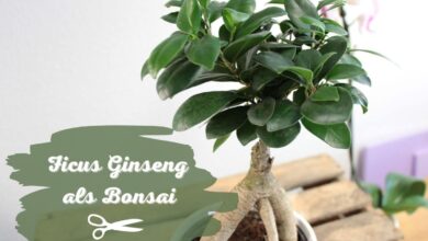 Photo of Ficus Bonsai Pflege: [Erde, Stärkung, Feuchtigkeit und Schnitt]