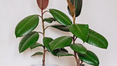 Photo of Ficus Robusta Care: [Erde, Kräftigung, Feuchtigkeit und Schnitt]