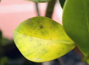 Photo of Gelbe Flecken auf Pflanzenblättern: Ursachen und ökologische Lösungen