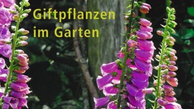 Photo of Giftpflanzen im Garten: Tipps und Empfehlungen