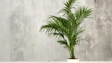 Photo of Indoor-Palmenpflege: [Boden, Feuchtigkeit, Beschneiden und Probleme]
