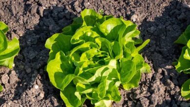 Photo of Kopfsalat: angebissene Blätter, Salatwanzen und andere Probleme