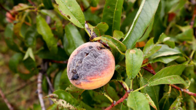 Photo of Krankheiten und Schädlinge des Pfirsichbaums [identifizieren und behandeln]