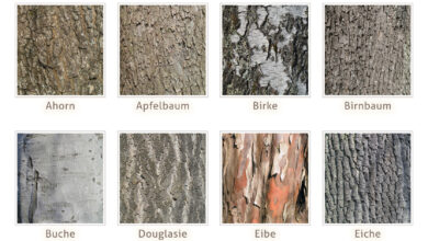 Photo of Leitfaden für Holz: Arten, Verwendungen und Beispiele