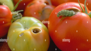 Photo of Löcher in Tomaten: Helicoverpa armigera, die Tomatenraupe