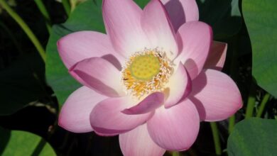 Photo of Lotusblume: [Vollständiger Leitfaden für Pflanzen und Pflege]