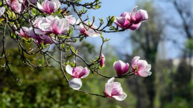 Photo of Magnolienblüte: Wie Sie Ihren Baum zum Blühen bringen