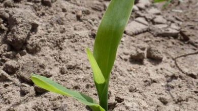 Photo of Mais pflanzen lernen: [12 Schritte] und vieles mehr