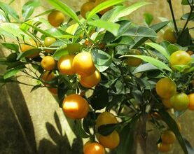 Photo of Mandarine pflanzen: [Anbau, Pflege, Schädlinge und Krankheiten]