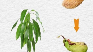 Photo of Mango pflanzen: Die Schritt-für-Schritt-Anleitung, die Sie brauchen, um diese köstliche Frucht zu essen [12 Schritte]