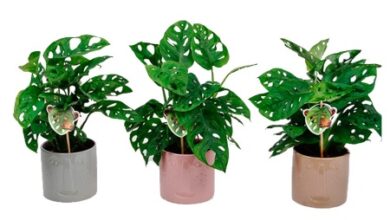Photo of 5 Pflanzen, die deine Großmutter zu Hause haben sollte