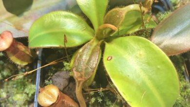 Photo of Nepenthes: [Anbau, Bewässerung, Pflege, Schädlinge und Krankheiten]