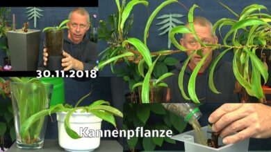 Photo of Nepenthes-Stecklinge: [Transplantate, Zeit, Bewurzelung und Pflanzung]