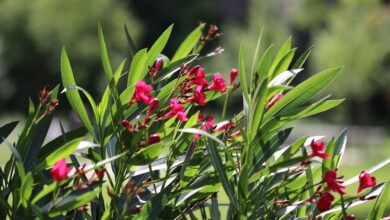 Photo of Oleander beschneiden: [Bedeutung, Zeit, Überlegungen und Schritte]
