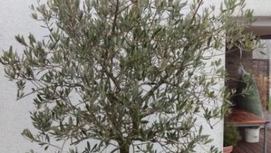 Photo of Olivenbaumpflege: [Boden, Feuchtigkeit, Beschneiden und Probleme]