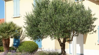 Photo of Olivenbaumstecklinge: [Konzept, Jahreszeit, Bewurzelung und Pflanzung]