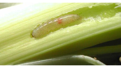 Photo of Onion Miner (Acrolepia assectella): [Eigenschaften, Erkennung, Wirkung und Behandlung]
