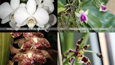 Photo of Orchideenarten jenseits der Phalaenopsis
