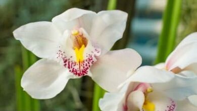 Photo of Orchideenkrankheiten: Kenne sie, um sie zu heilen