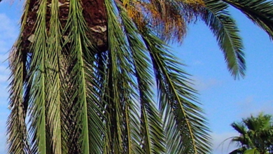 Photo of Palmenschädlinge und -krankheiten: Wie man sie erkennt und behandelt