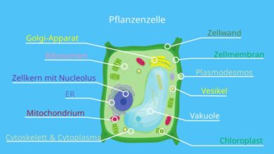 Photo of Pflanzenzelle: [Definition, Eigenschaften, Arten und Bedeutung]