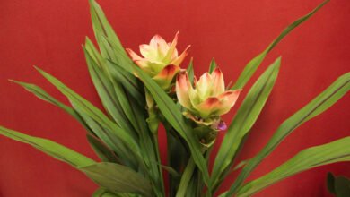 Photo of Pflege der Kurkuma- oder Siam-Tulpenpflanze