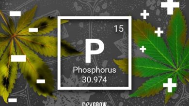Photo of Phosphor in Pflanzen: [Verwendung, Mangel, Überschuss, Vor- und Nachteile]