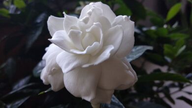 Photo of Prune Gardenias: [Bedeutung, Saison, Werkzeuge, Überlegungen und Schritte]
