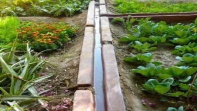 Photo of Regengärten: Wie man Regenwasser im Garten nutzt