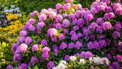 Photo of Rhododendron-Pflege, der perfekte Strauch
